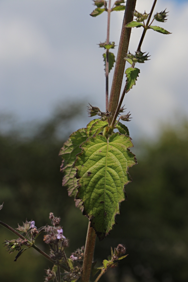 Mesosphaerum suaveolens