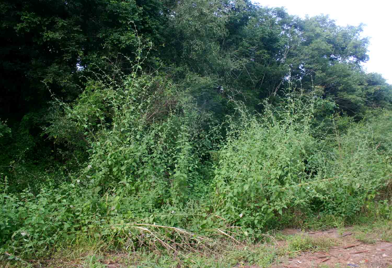 Mesosphaerum suaveolens