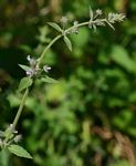 Mesosphaerum suaveolens