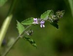 Mesosphaerum suaveolens