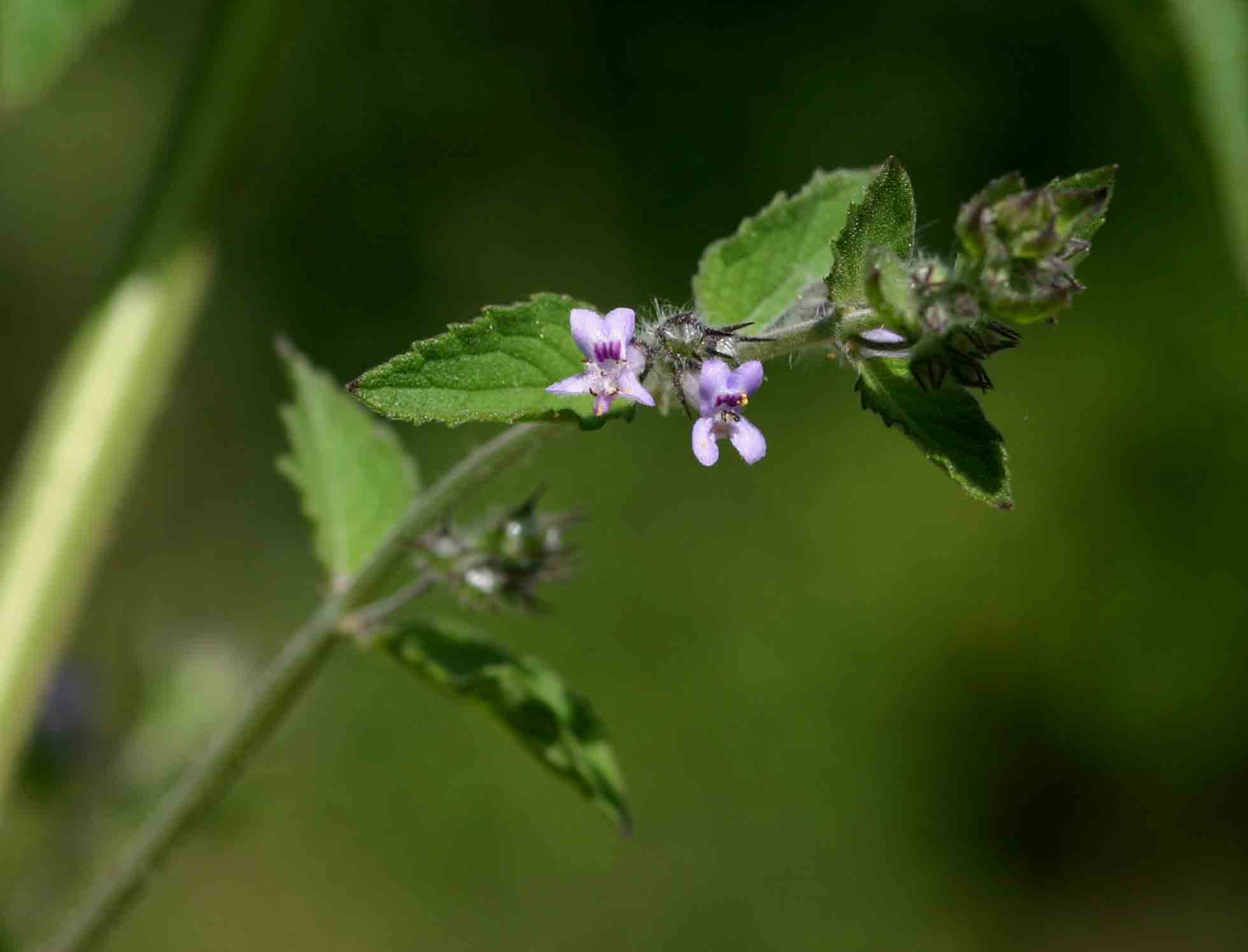 Mesosphaerum suaveolens