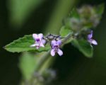 Mesosphaerum suaveolens