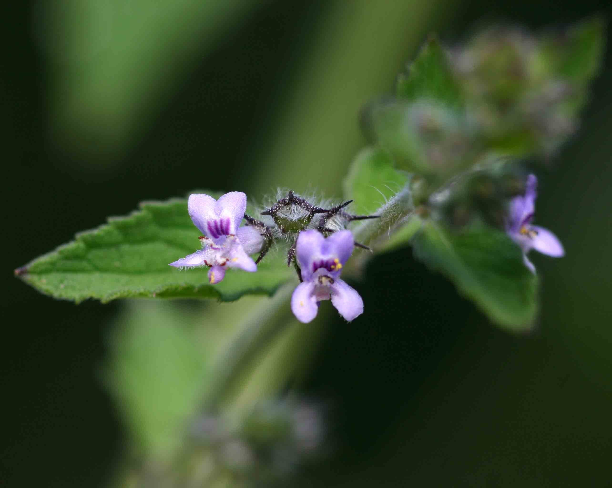 Mesosphaerum suaveolens