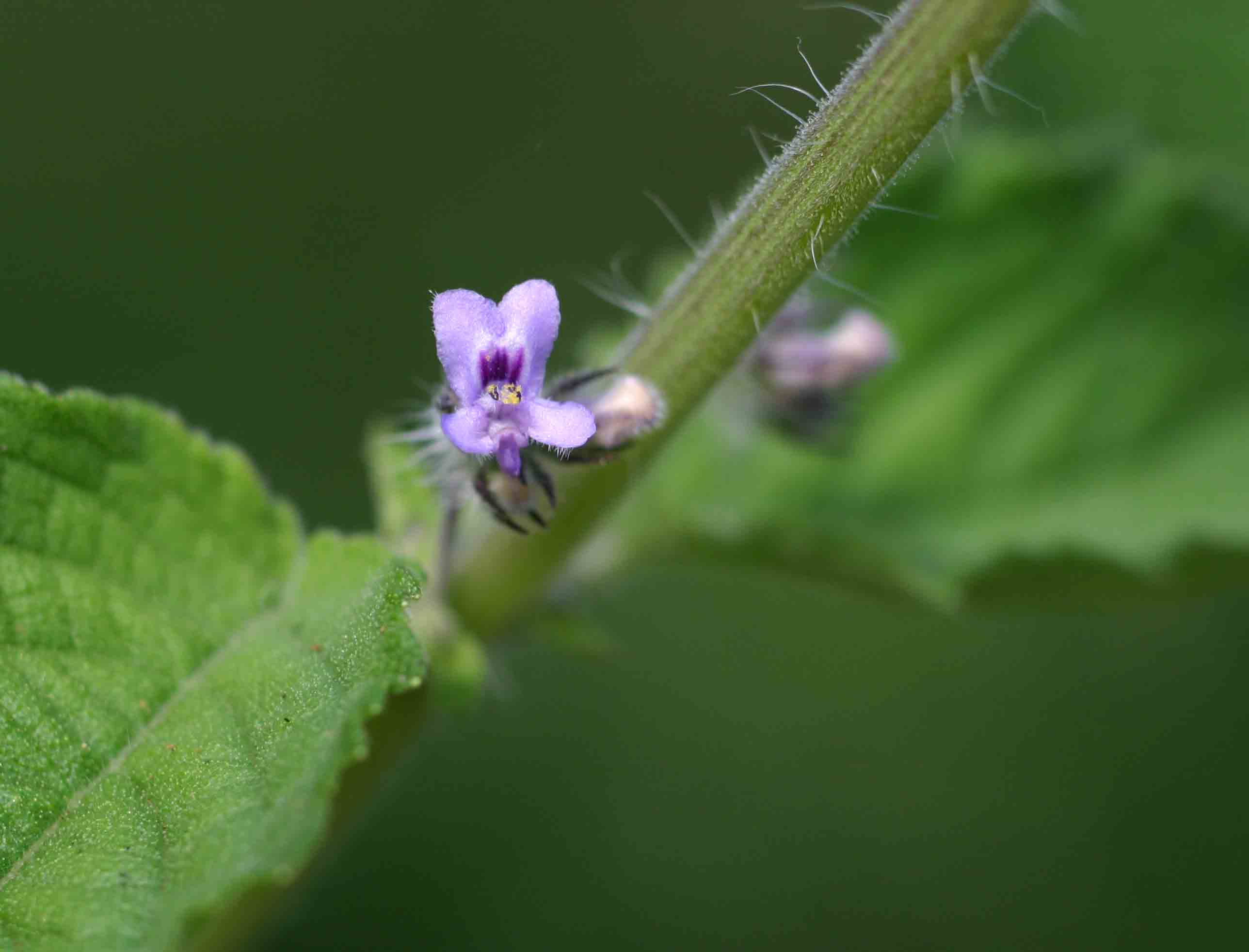 Mesosphaerum suaveolens