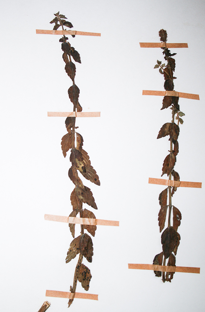 Coleus guerkei