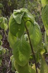 Coleus barbatus var. grandis