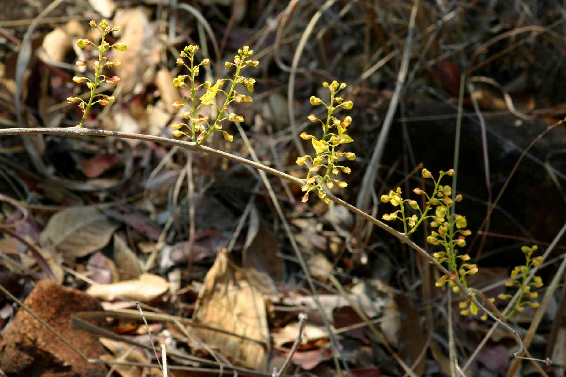Coleus esculentus