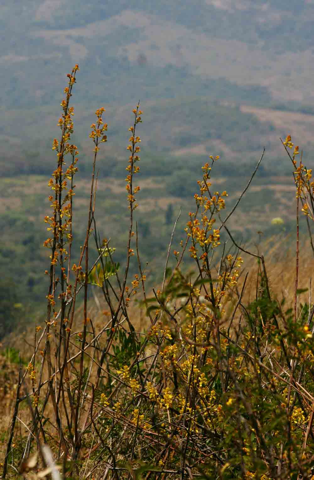 Coleus esculentus