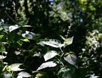Equilabium laxiflorum