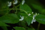 Equilabium laxiflorum