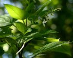 Equilabium laxiflorum