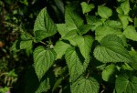 Equilabium laxiflorum