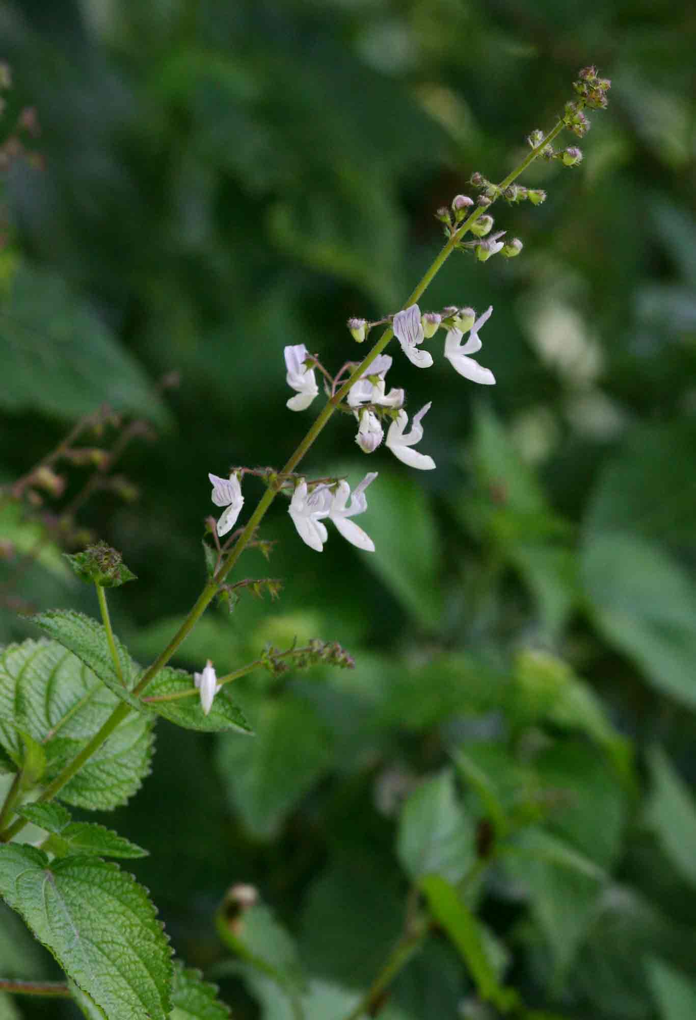 Equilabium laxiflorum
