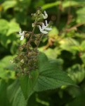 Equilabium laxiflorum