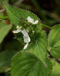 Equilabium laxiflorum