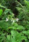Equilabium laxiflorum