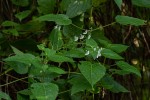 Equilabium laxiflorum