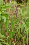 Equilabium stenophyllum