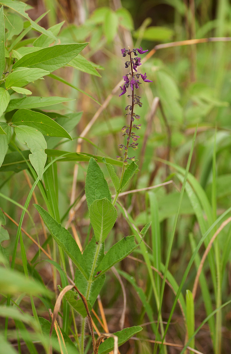 Equilabium stenophyllum