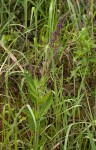 Equilabium stenophyllum