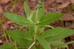 Equilabium stenophyllum