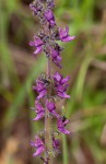 Equilabium stenophyllum