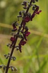 Equilabium stenophyllum