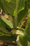 Equilabium stenophyllum