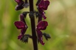 Equilabium stenophyllum