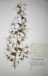 Isodon ramosissimus