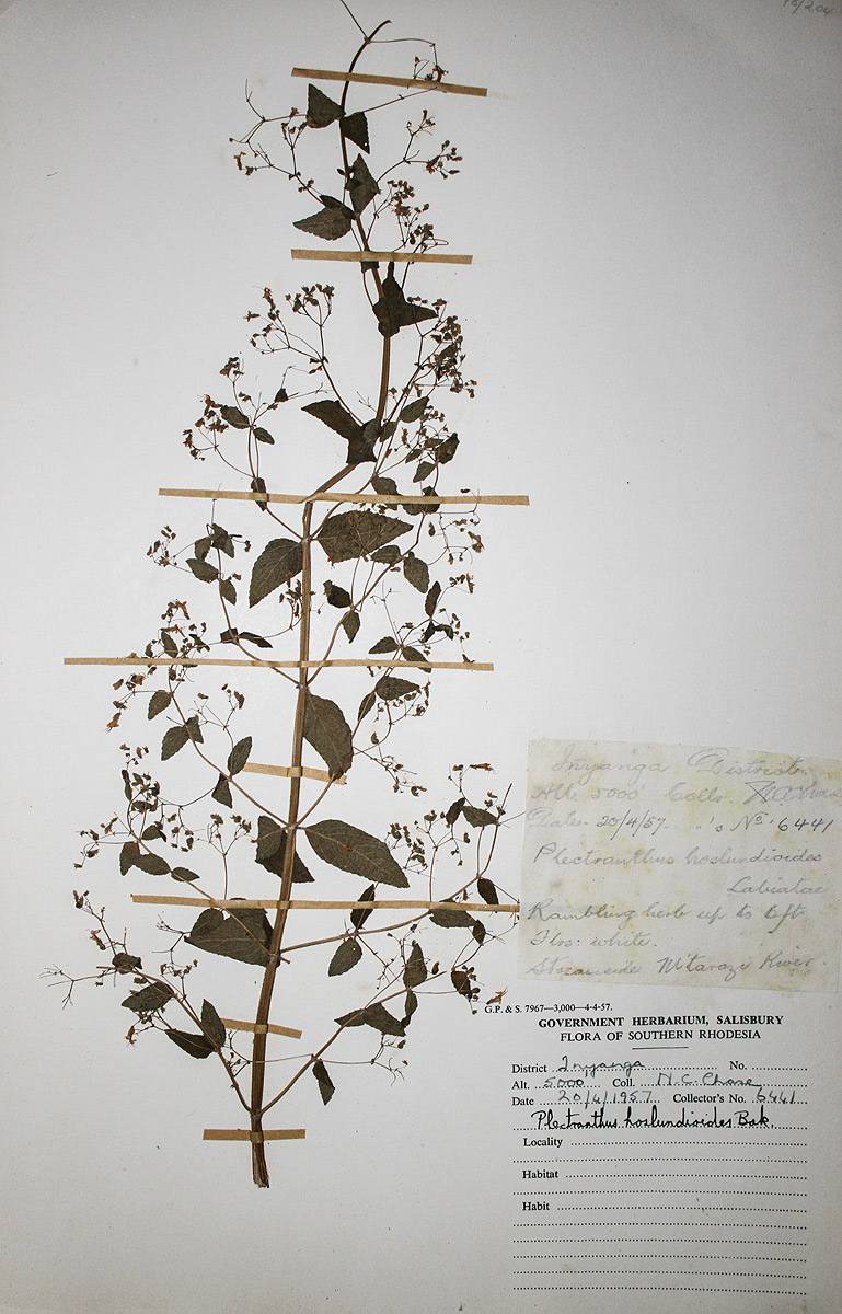Isodon ramosissimus