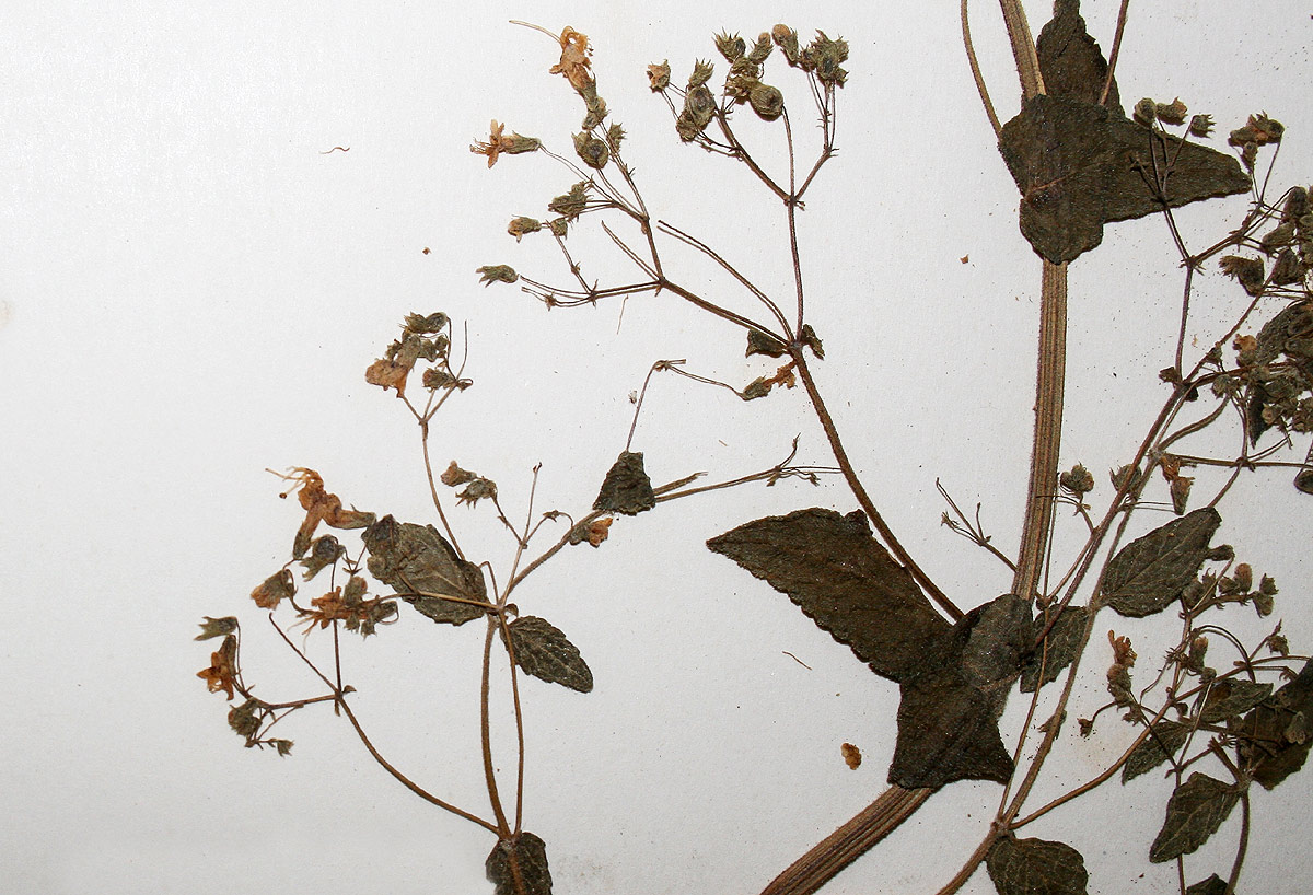 Isodon ramosissimus