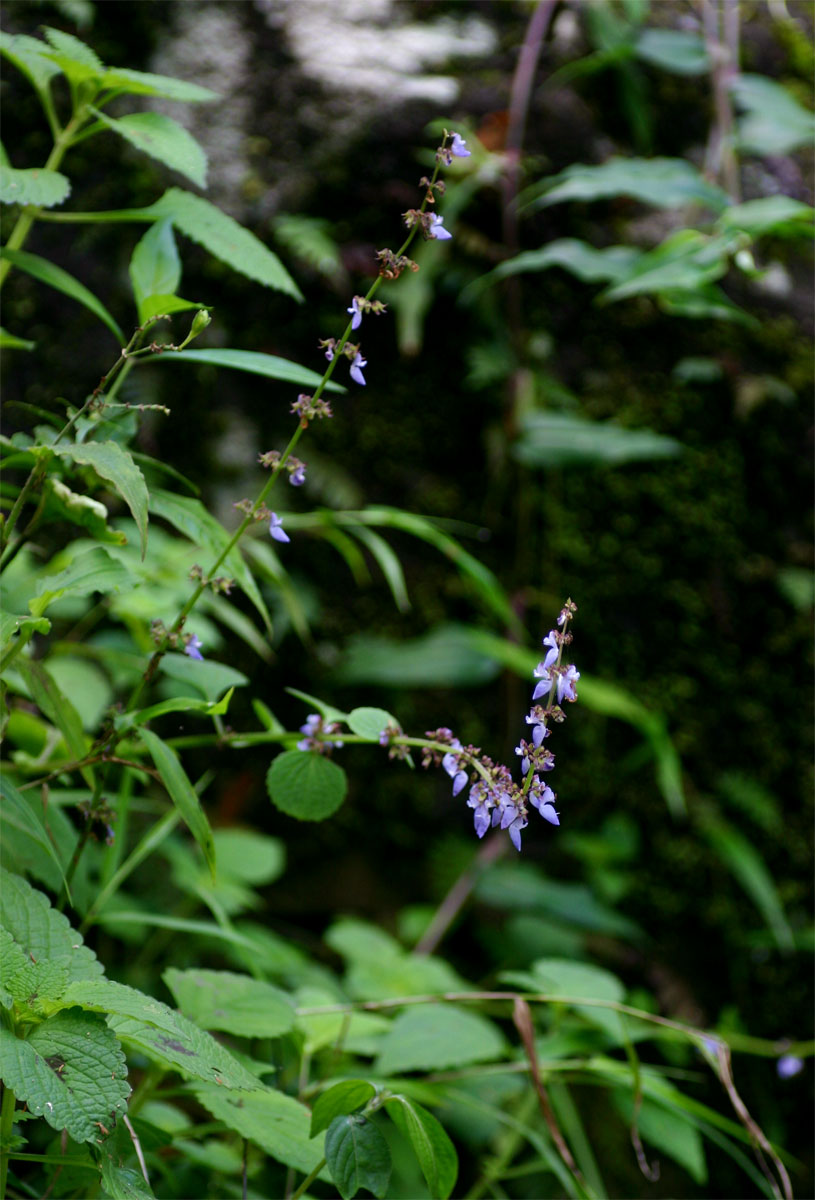 Coleus bojeri