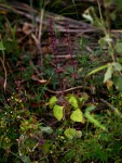 Coleus bojeri