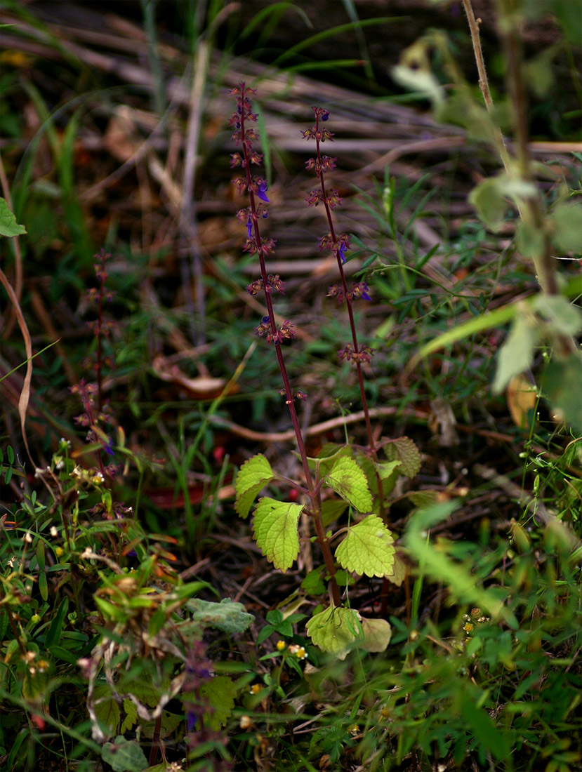 Coleus bojeri
