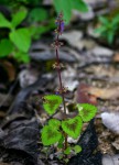 Coleus bojeri