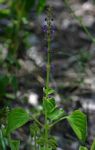 Coleus bojeri