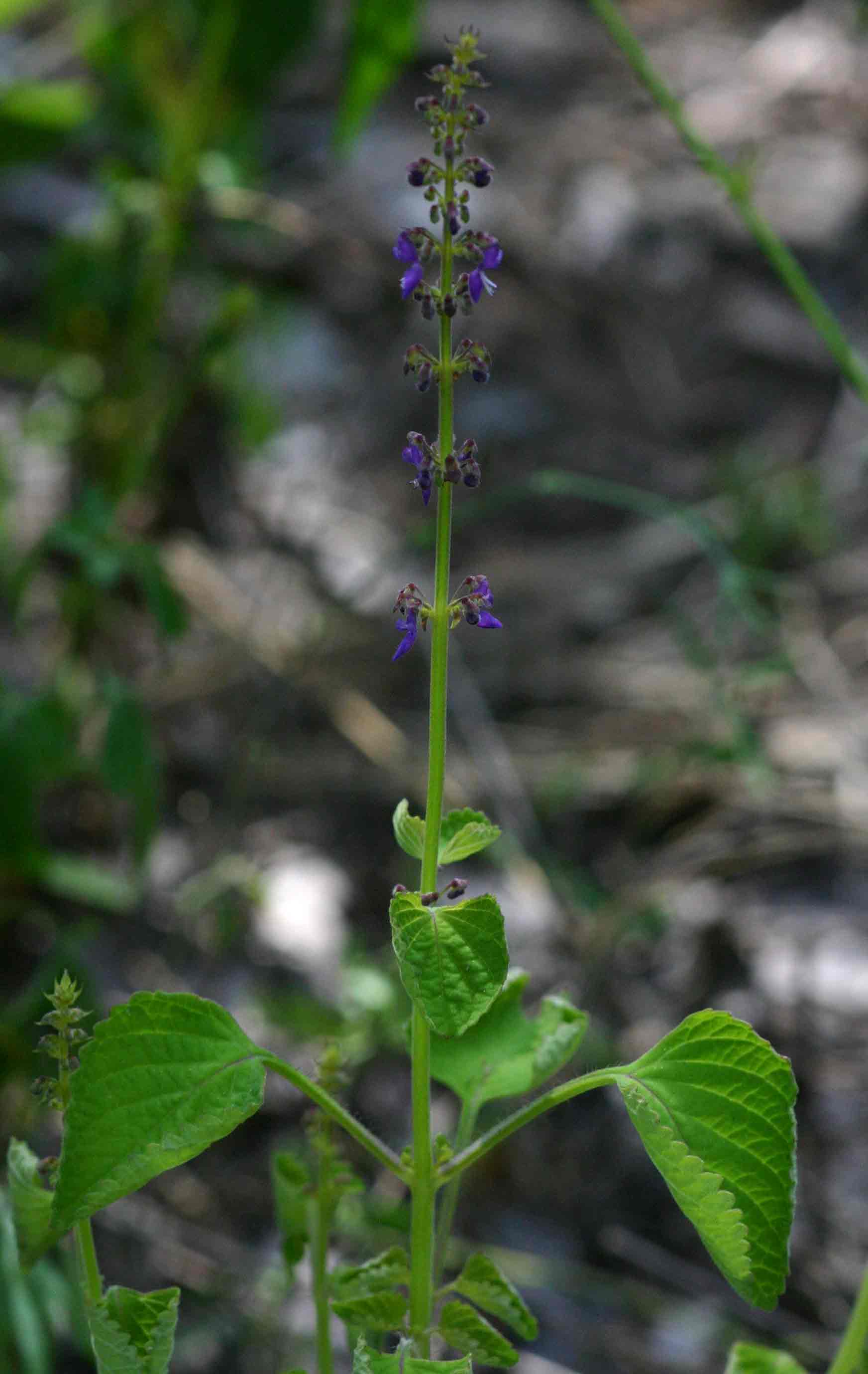 Coleus bojeri
