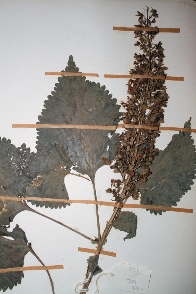 Coleus shirensis