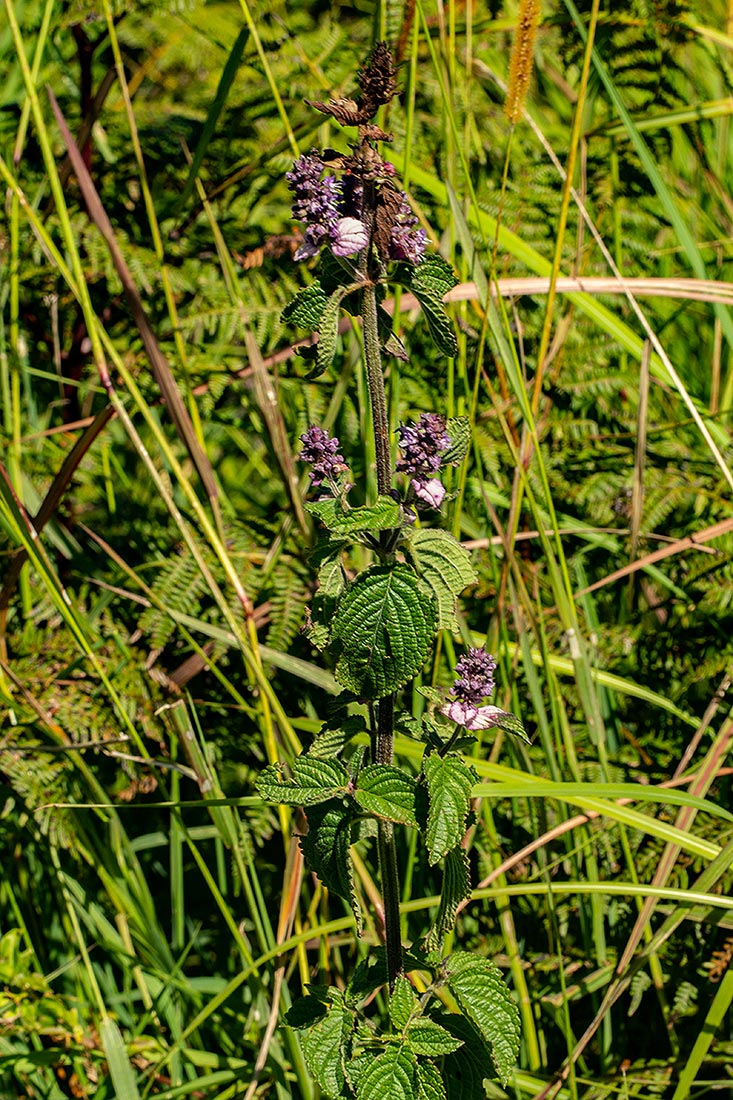 Platostoma rotundifolium