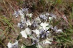 Haumaniastrum caeruleum