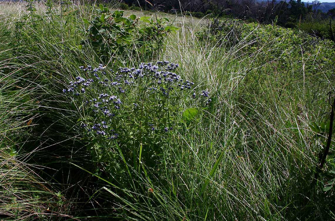 Haumaniastrum dissitifolium