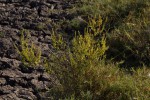 Basilicum polystachyon