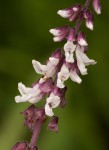 Orthosiphon schimperi