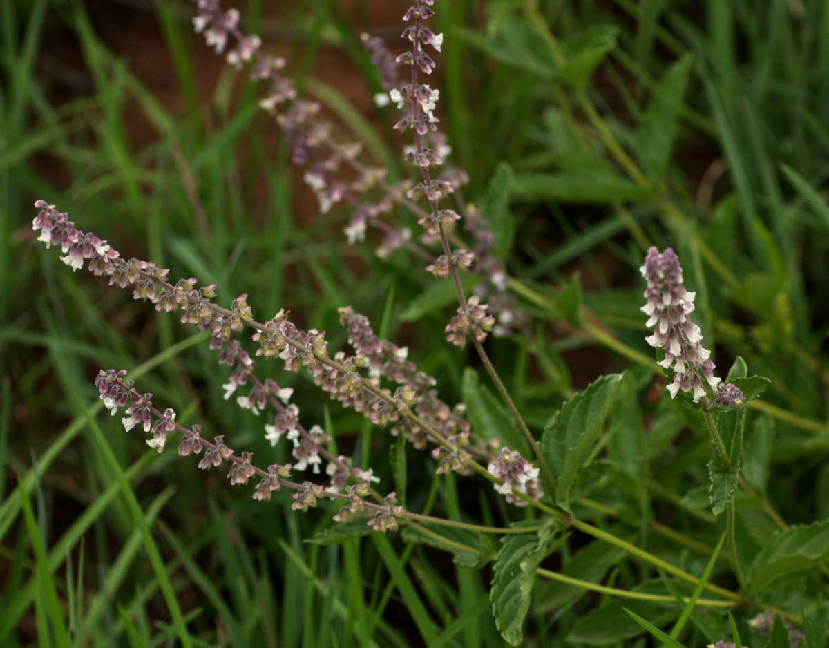 Orthosiphon schimperi