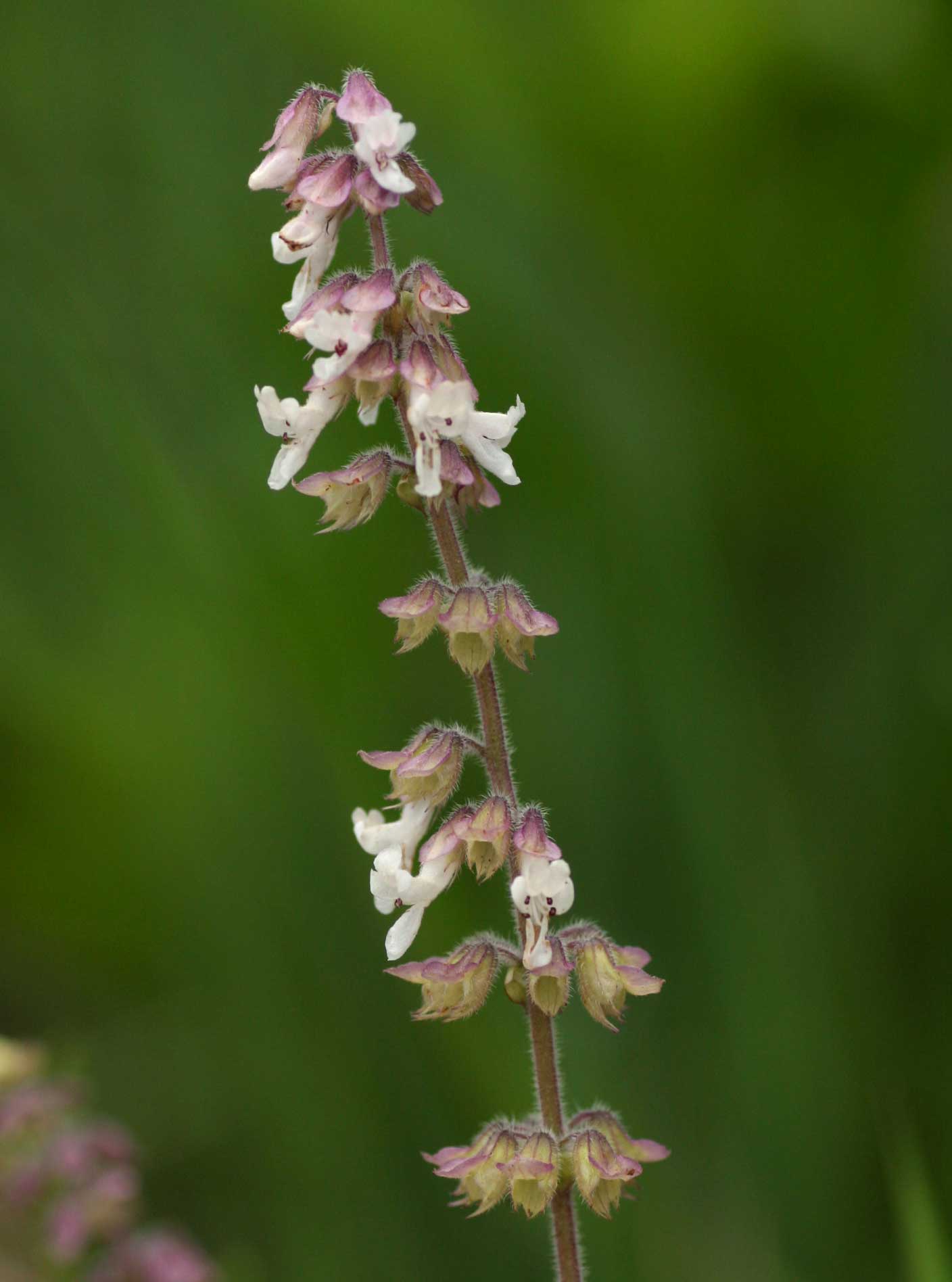 Orthosiphon schimperi