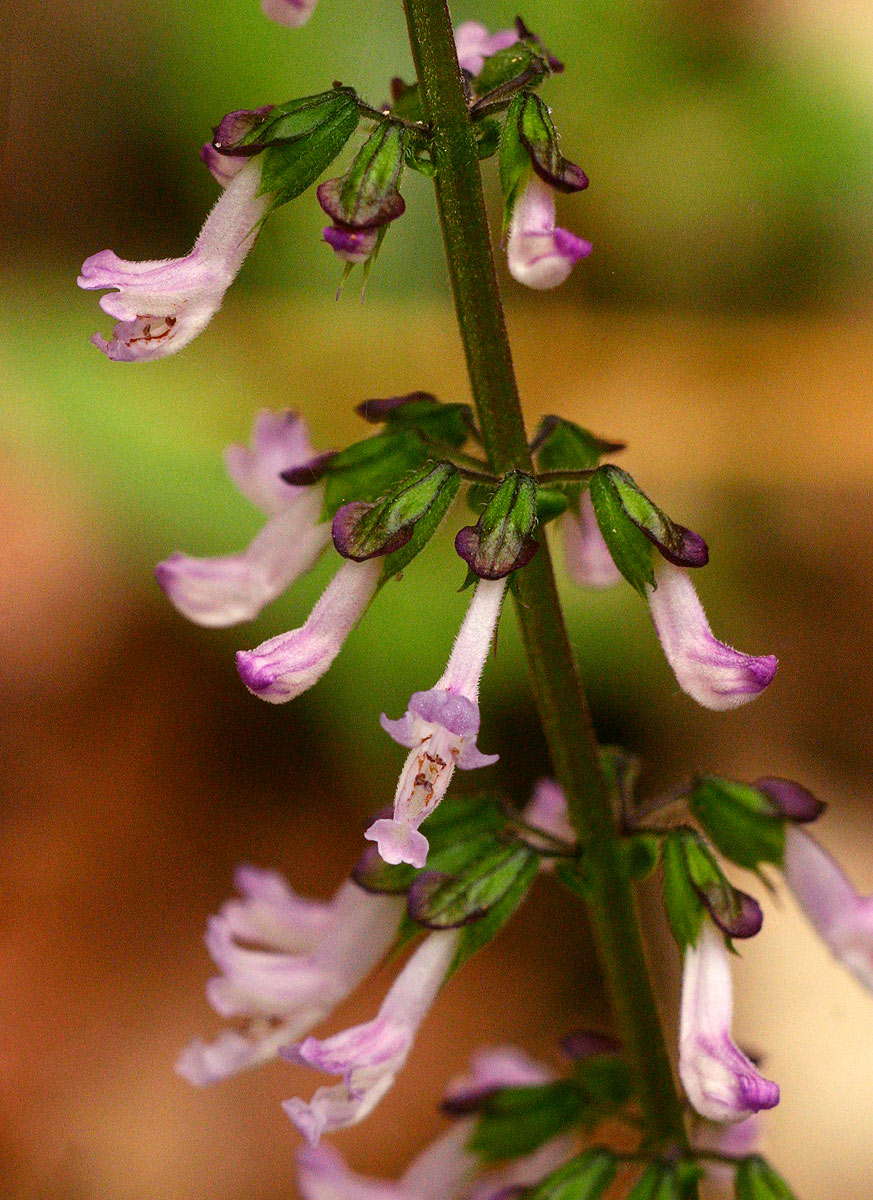 Orthosiphon thymiflorus
