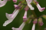 Orthosiphon thymiflorus