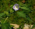 Nicandra physalodes