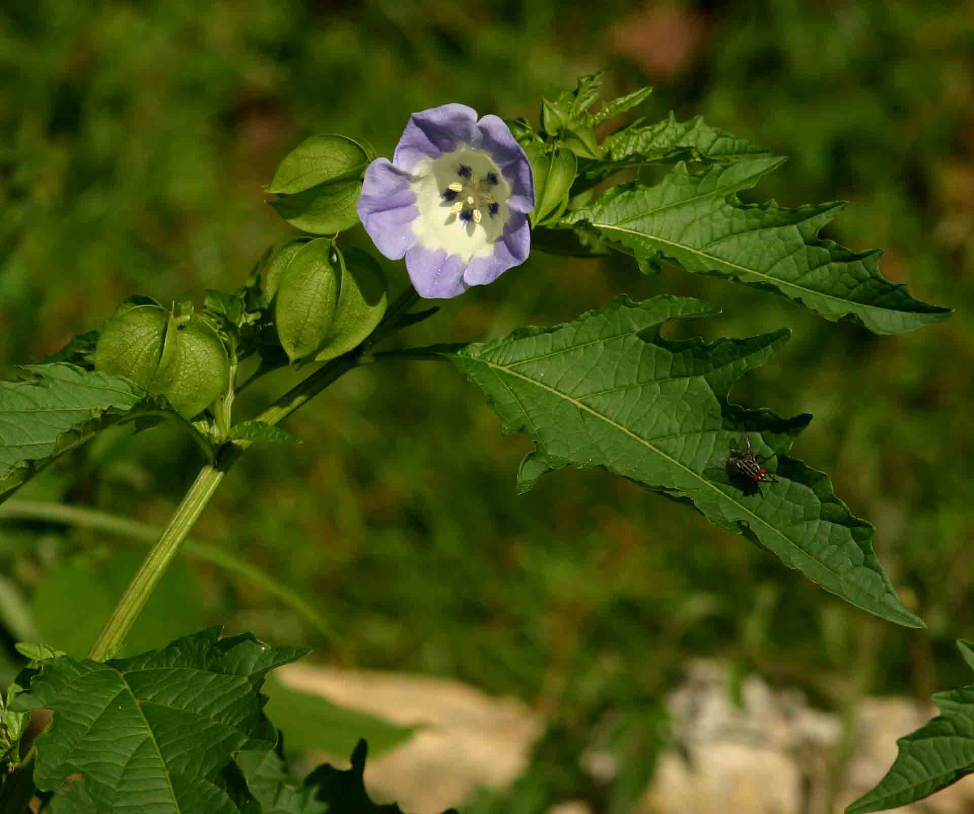 Nicandra physalodes
